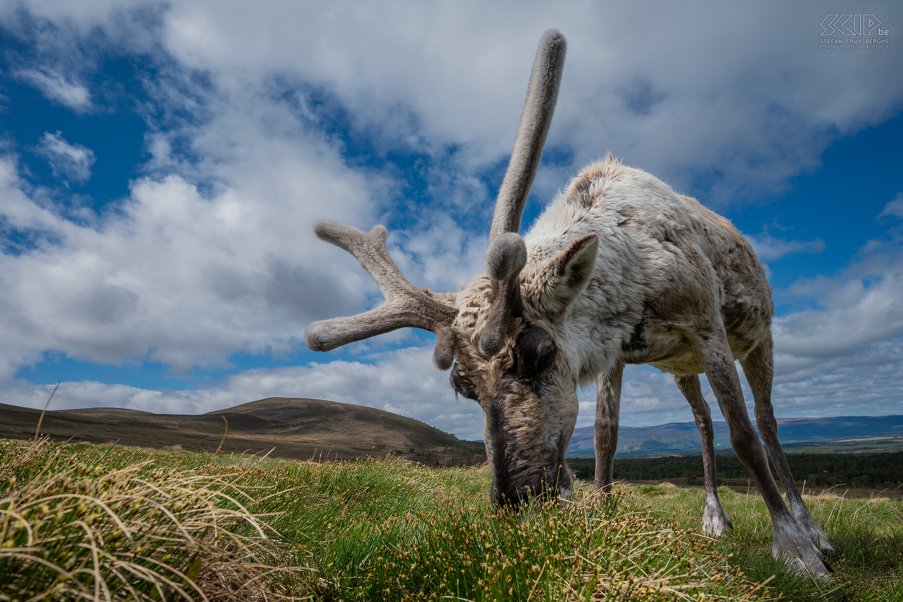 Cairngorms - Reindeer The Cairngorms National Park in the Scottish Highlands is home to about 150 semi-feral reindeer. You can find snowfields in this region all year round because it has a subarctic climate. Reindeer still lived in the Middle Ages in Scotland. In 1952 these animals were reintroduced from Sweden. Usually for wildlife photography I have to pull out my heavy telephoto lens, but this time I was able to get close and even use a wide angle lens. Stefan Cruysberghs